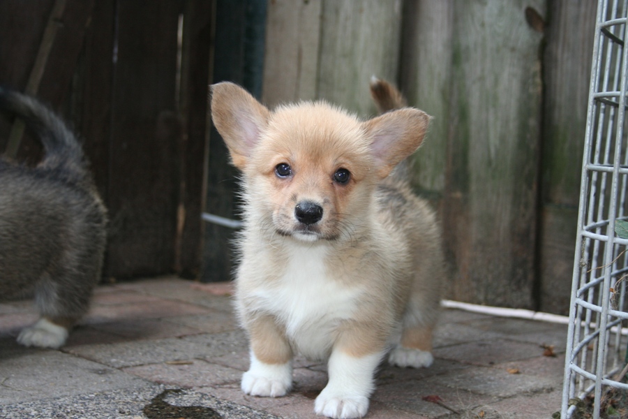 Puppies